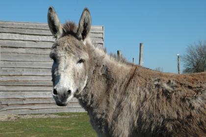 Our donkey: Marietje