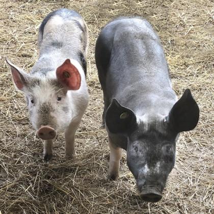 Our pigs: Roza & Truffle