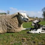 Moeder schaap met haar lam heerlijk samen aan het genieten van het zonnetje 