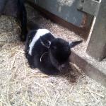 Nieuw schattig baby geitje geboren bij de helderse vallei