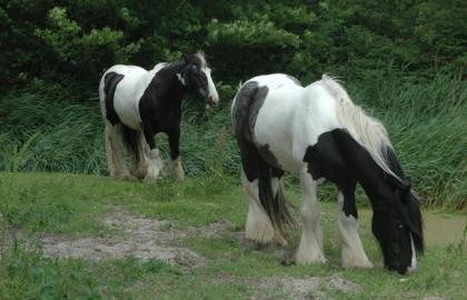 Paarden Paddy en Shadow